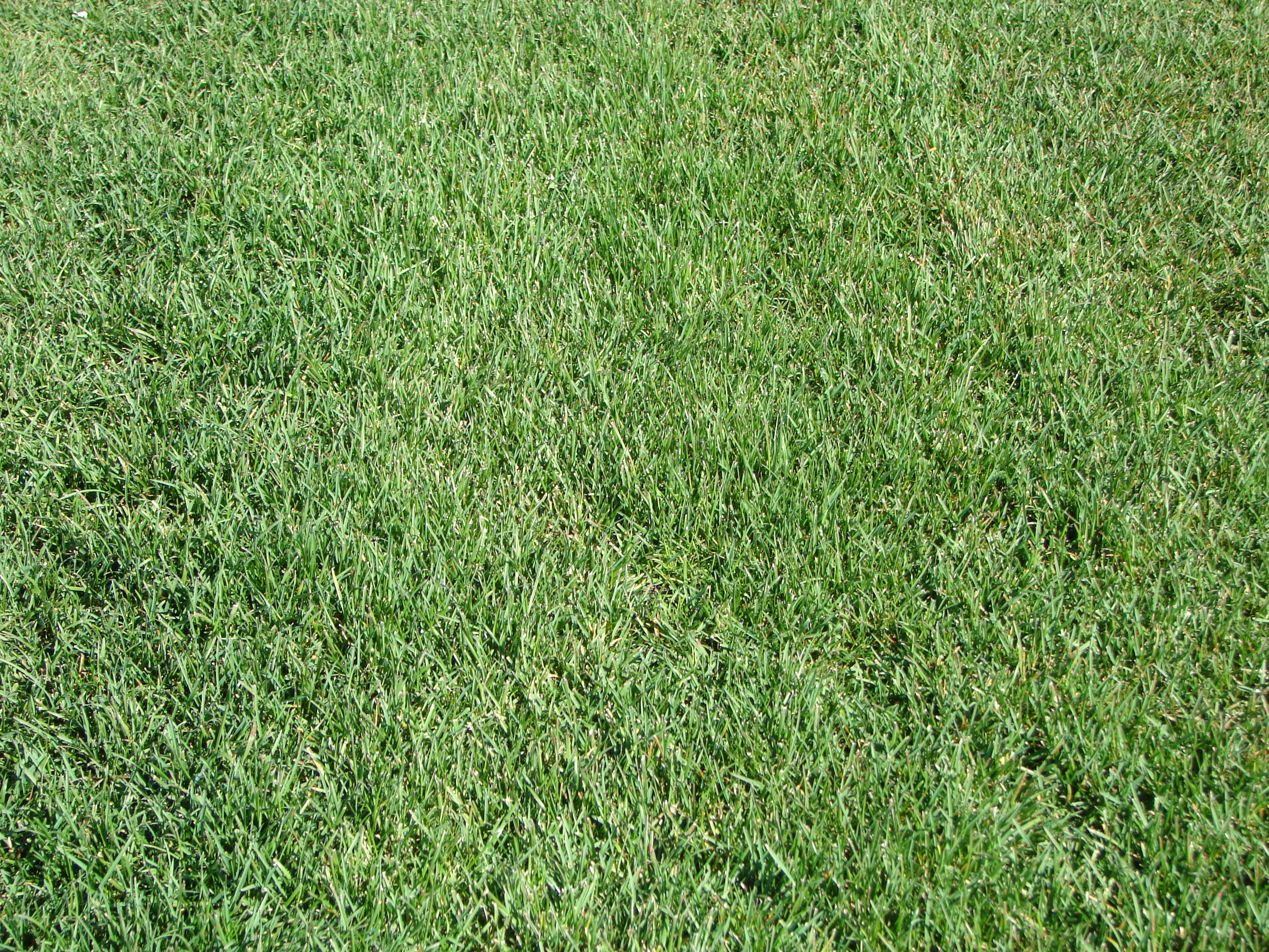 Poa Pratensis - Semillas Picasso