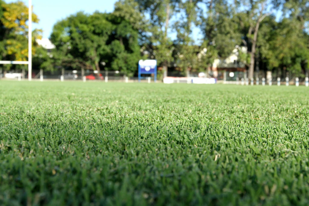 Rye Grass Anual - Semillas Picasso (LOLIUM MULTIFLORUM) Césped