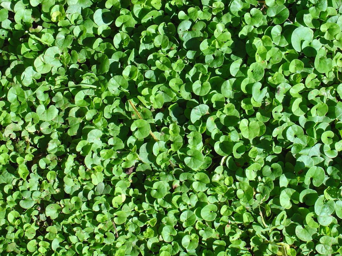 Dichondra - Semillas Picasso (DICHONDRA REPENS) Césped