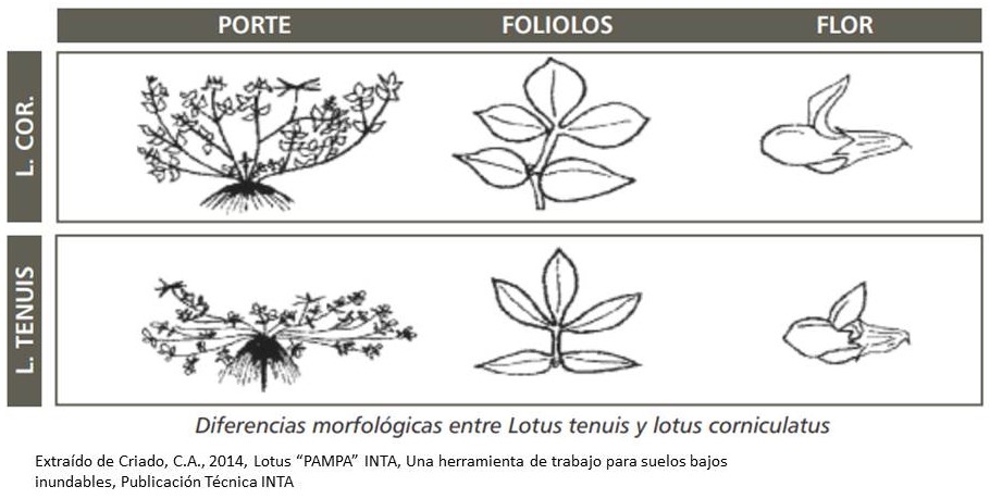 Lotus Tenuis Semillas Picasso Lotus Tenuis Corniculatus